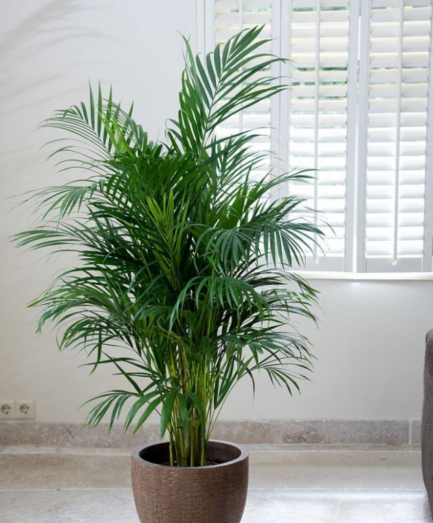 The 5 Best Houseplants That Help You Sleep Like A Baby 2