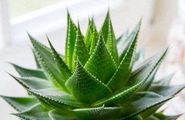 The 5 Best Houseplants That Help You Sleep Like A Baby 3
