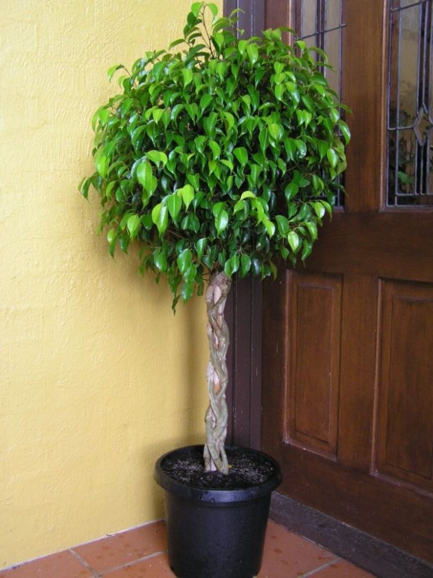 The 5 Best Houseplants That Help You Sleep Like A Baby 4