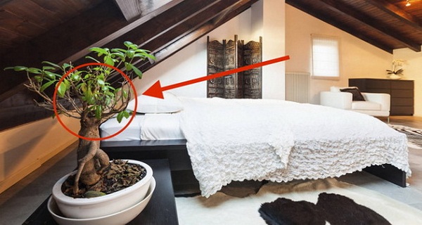 The 5 Best Houseplants That Help You Sleep Like A Baby