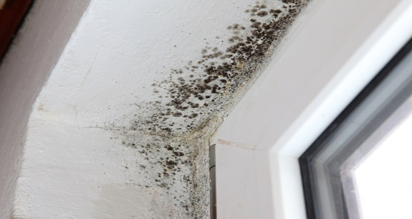 Spray-This-Oil-And-You-Will-Never-See-Mold-Again