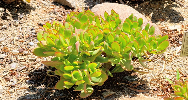 THIS JADE PLANT IN THE HOUSE ATTRACTS MONEY LIKE A MAGNET