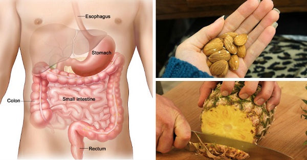 7-herbs-fruits-and-nuts-to-kill-internal-parasites
