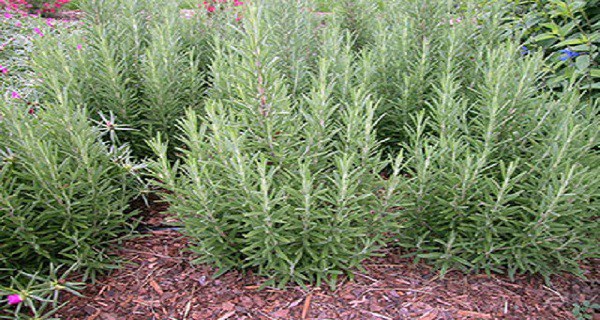 Smelling This Herb For 5 Minutes Every Day Can Increase Memory By 75