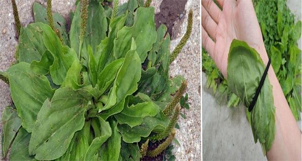 this-little-weed-is-one-of-the-most-useful-medicines-on-the-planet